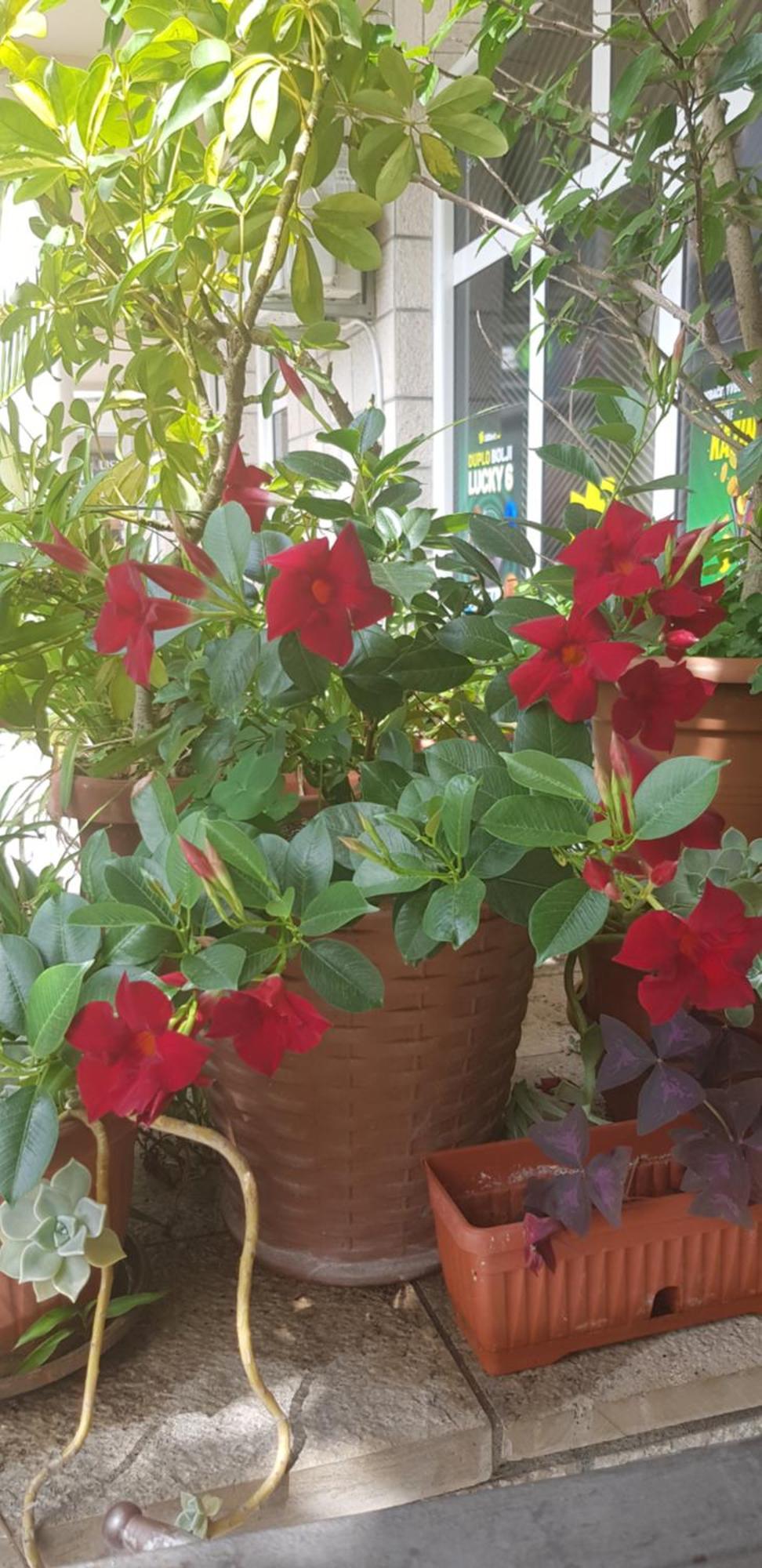 Villa Pedja Zec Exclusive 3+ Budva Kültér fotó
